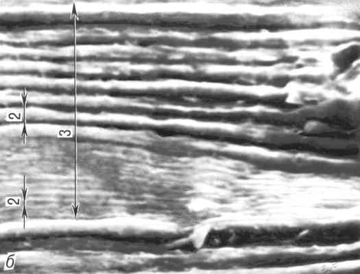 Поверхность усталостного излома лонжерона крыла — микрофотография:2 — усталостные бороздки (рост трещины за один цикл);3 — рост тещины за один полёт.